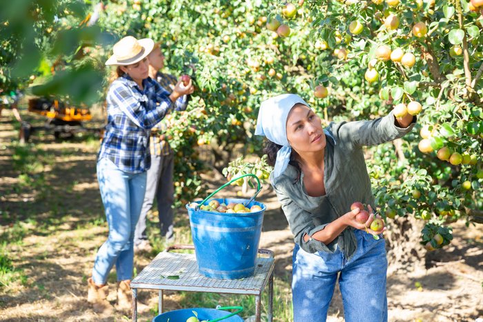 Obst-Ernte-iStock-1448584085.jpg
