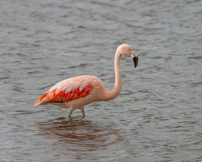 bird-7943041_1920.jpg