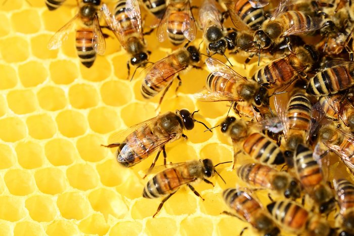pollydot-bees-326337_1280.jpg