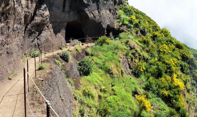Ende Mai erblüht der Ginster entlang des Berggrats zwischen Pico Arieiro und Pico Ruivo