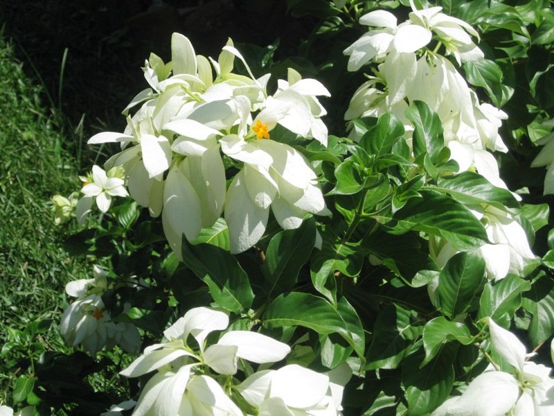 Weiße Mussaenda-Blüte mit gelbem Zentrum im tropischen Grün