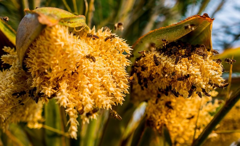 Bienen auf Palmenblüten